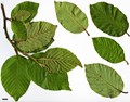 SpeciesSub: subsp. acuminata